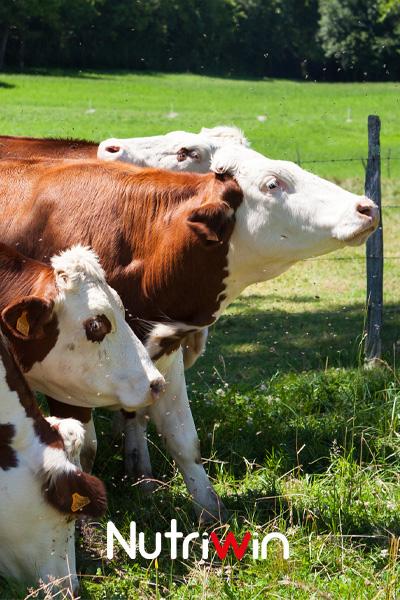 Nutriwin Hakkımızda — Büyükbaş, küçükbaş ve kanatlı hayvanlar için hayvansal ilaç üretimi ve yenilikçi çözümler