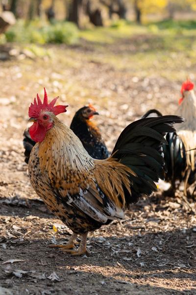 Nutriwin Boluslar — Hayvansal ilaçlar