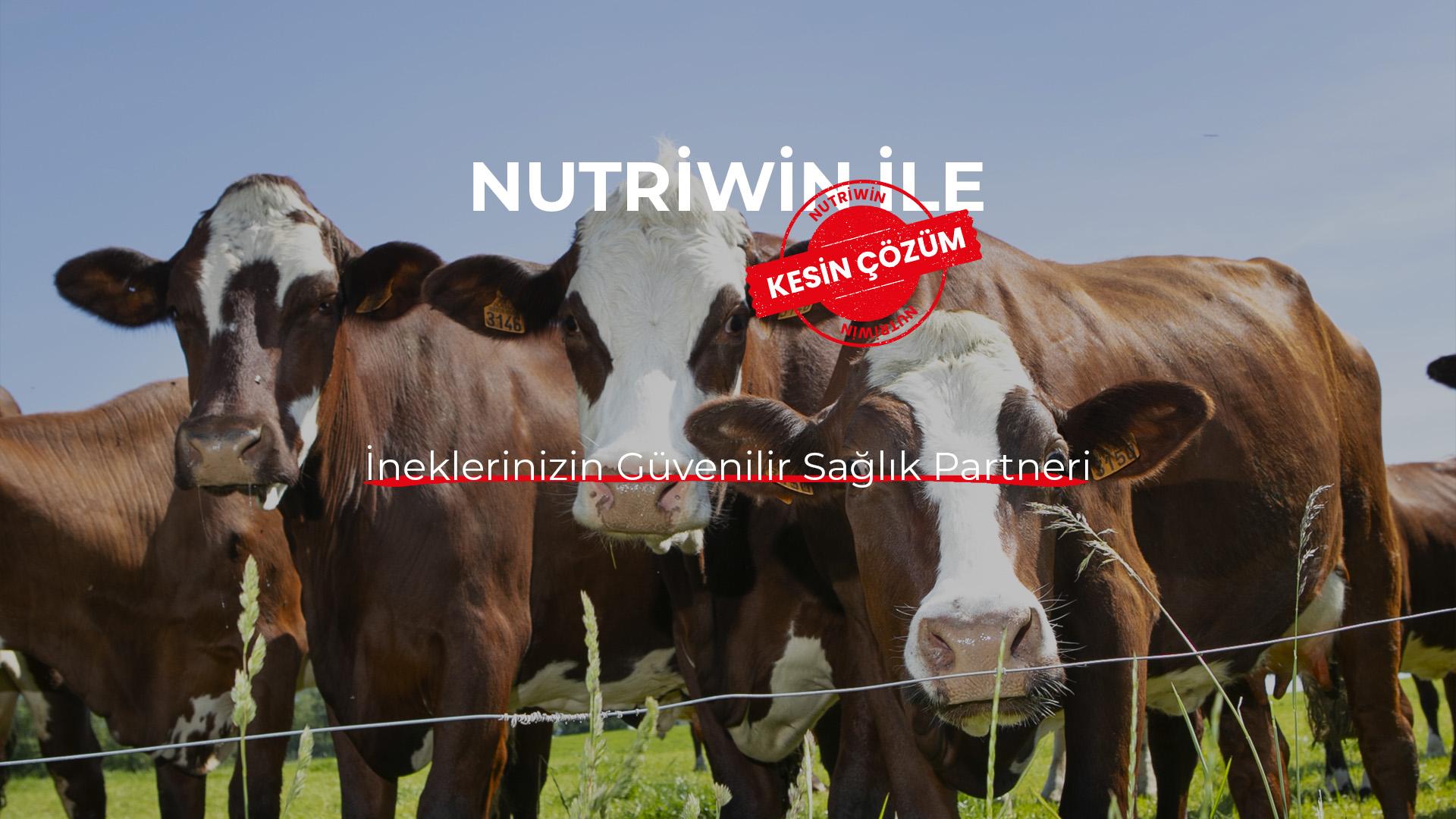 Büyükbaş Hayvan Grubu